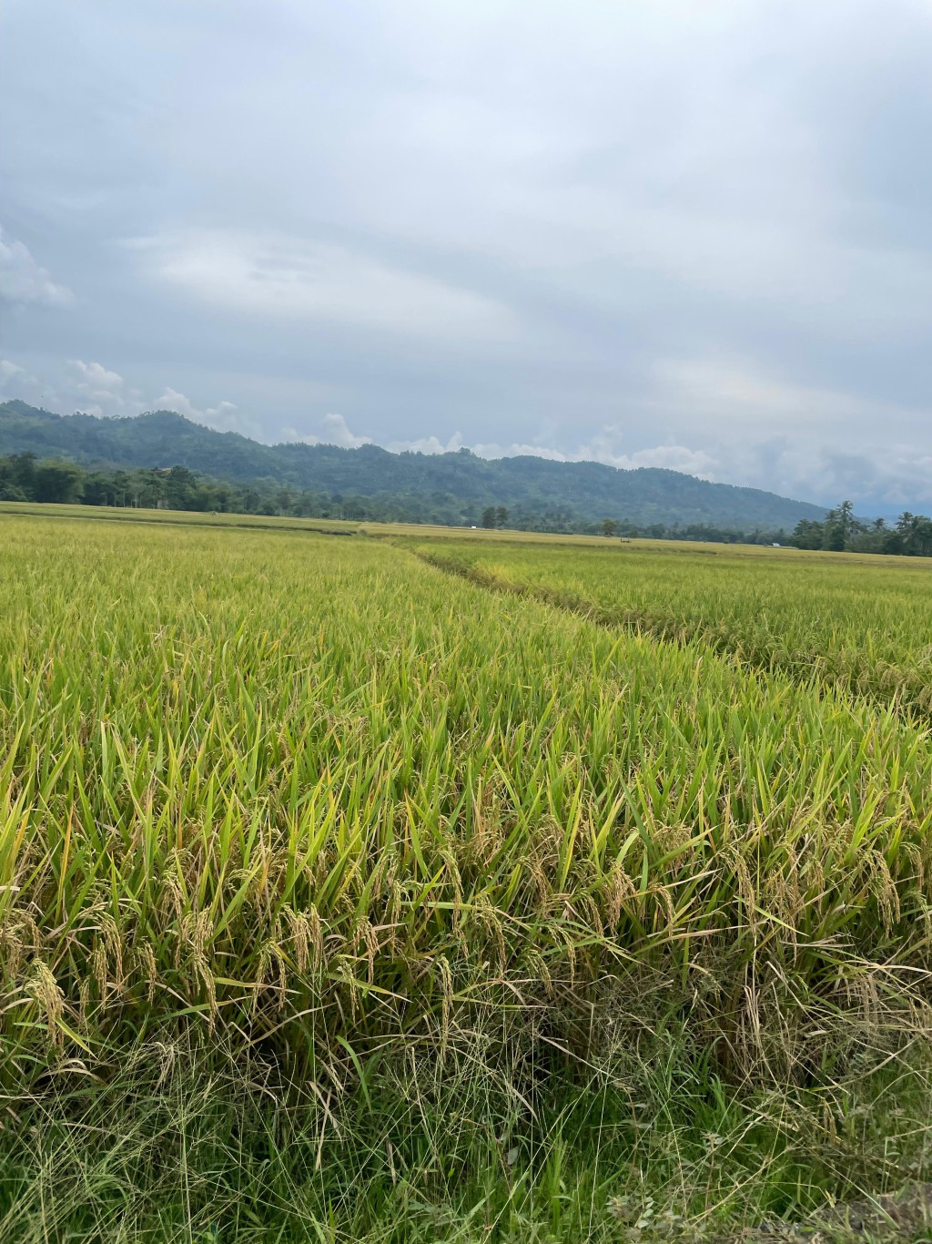 Sawah Gampong Ujong Langgoe