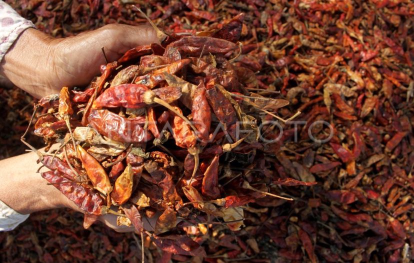 PRODUKSI CABE KERING